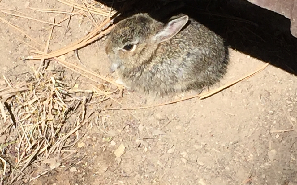 Wild snowshoe bunny in Arizona
